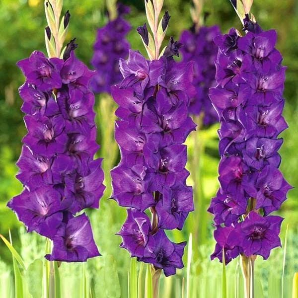 Gladiolus High Style (Violet) - Bulbs (set of 10)