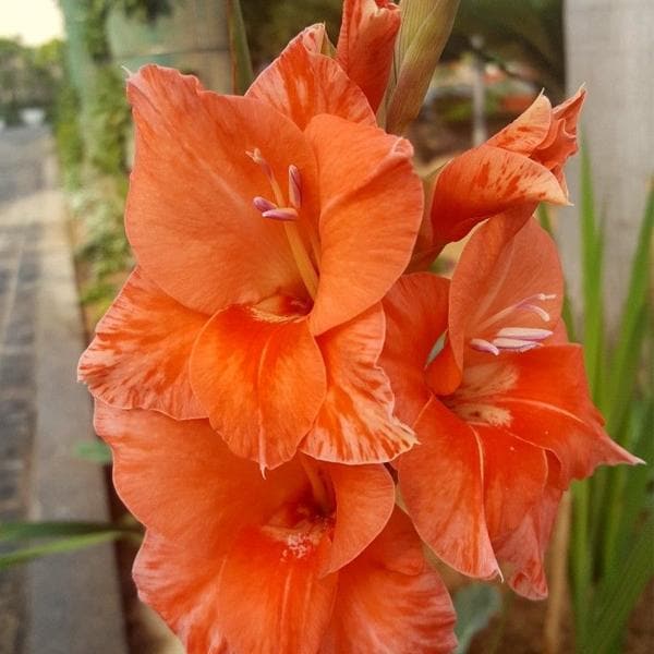 Gladiolus Hunting Song (Orange) - Bulbs (set of 10)