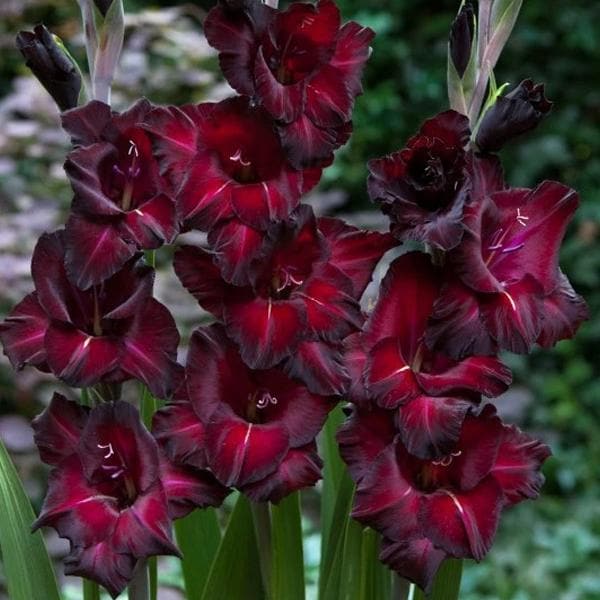Gladiolus Interpret (Red, Black) - Bulbs (set of 10)