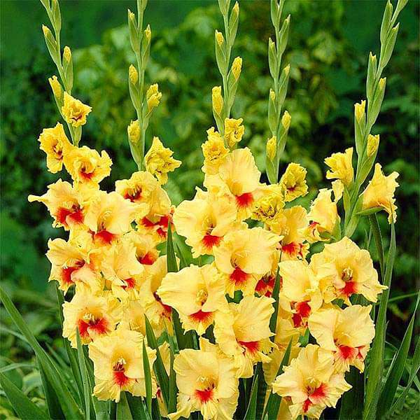 Gladiolus Jester (Yellow, Red) - Bulbs (set of 10)
