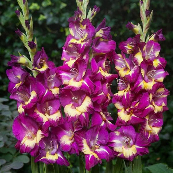 Gladiolus Morollo (Violet, Yellow) - Bulbs (set of 10)