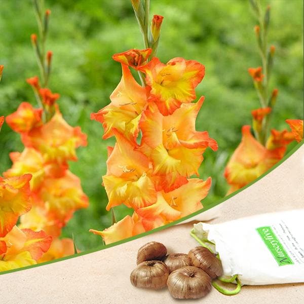 Gladiolus (Orange, Yellow) - Bulbs (set of 10)