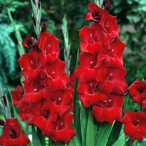 Gladiolus Oscar (Red) - Bulbs (set of 10)