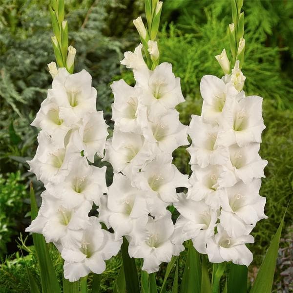 Gladiolus Pacifica (White) - Bulbs (set of 10)