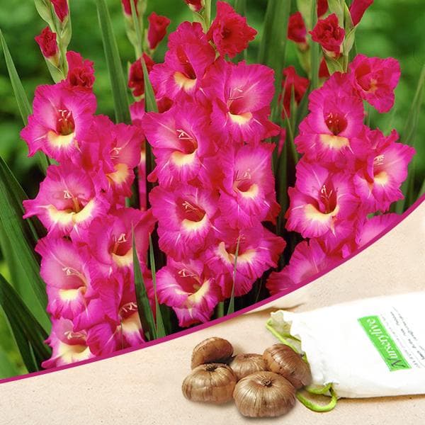 Gladiolus (Pink, Yellow) - Bulbs (set of 10)