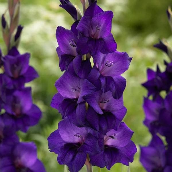 Gladiolus (Purple) - Bulbs (set of 10)