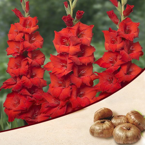 Gladiolus (Red) - Bulbs (set of 10)