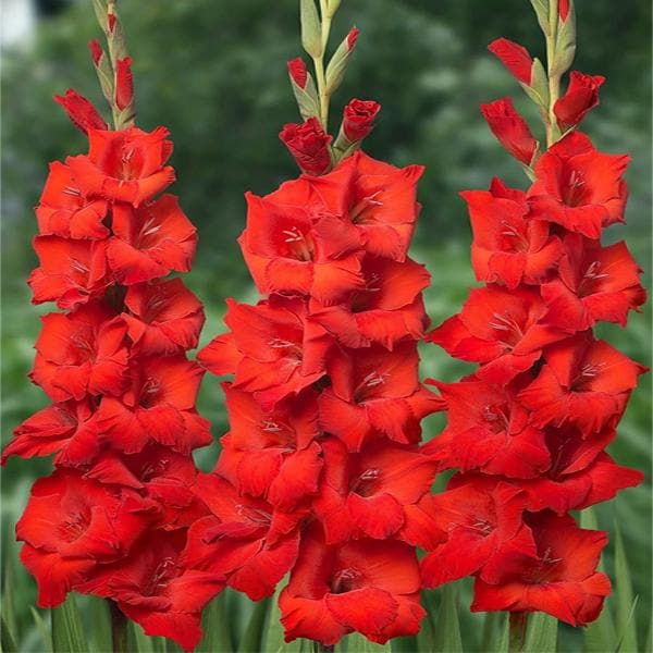 Gladiolus (Red Beauty, Red) - Bulbs (set of 10)