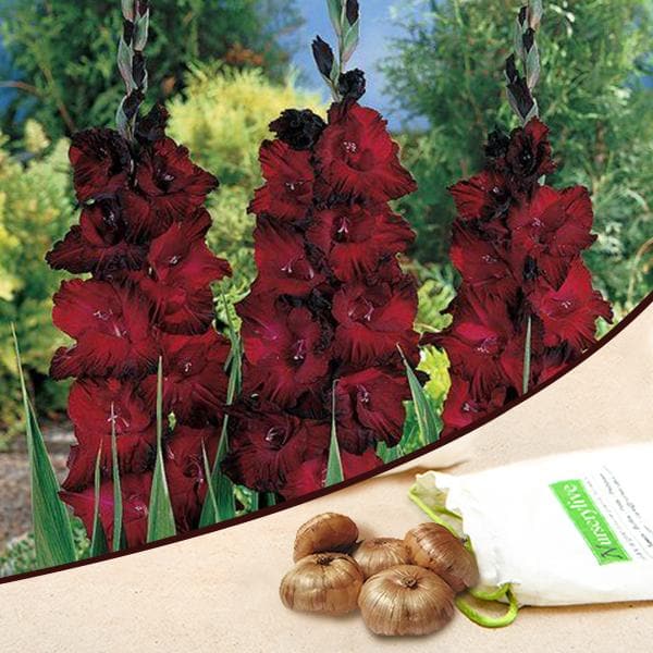 Gladiolus (Red Ginger, Blood Red) - Bulbs (set of 10)