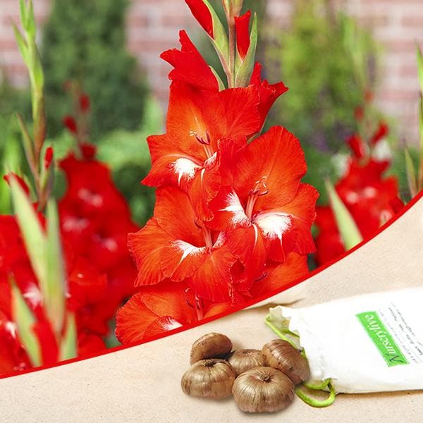 Gladiolus (Red, White) - Bulbs (set of 10)