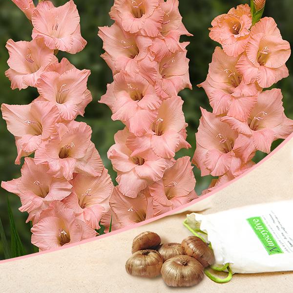 Gladiolus Summer Pearl (Peach Color) - Bulbs (set of 10)