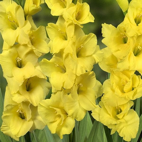 Gladiolus Summer Sunshine (Yellow) - Bulbs (set of 10)