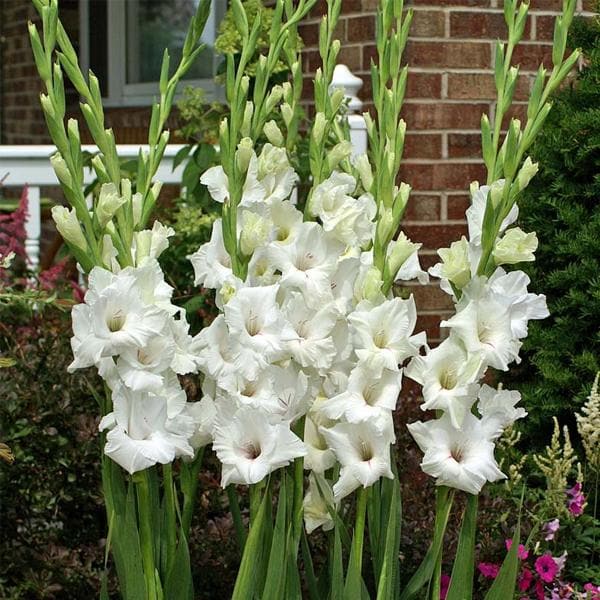 Gladiolus Thumbelina (White) - Bulbs (set of 10)