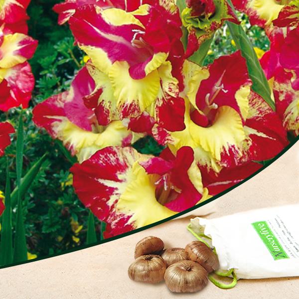 Gladiolus Tiger Flame (Red, Yellow) - Bulbs (set of 10)