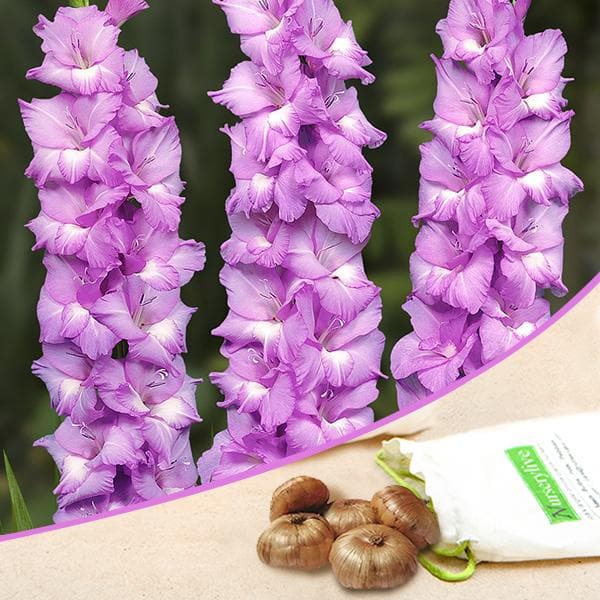 Gladiolus Vadetta (Violet, White) - Bulbs (set of 10)