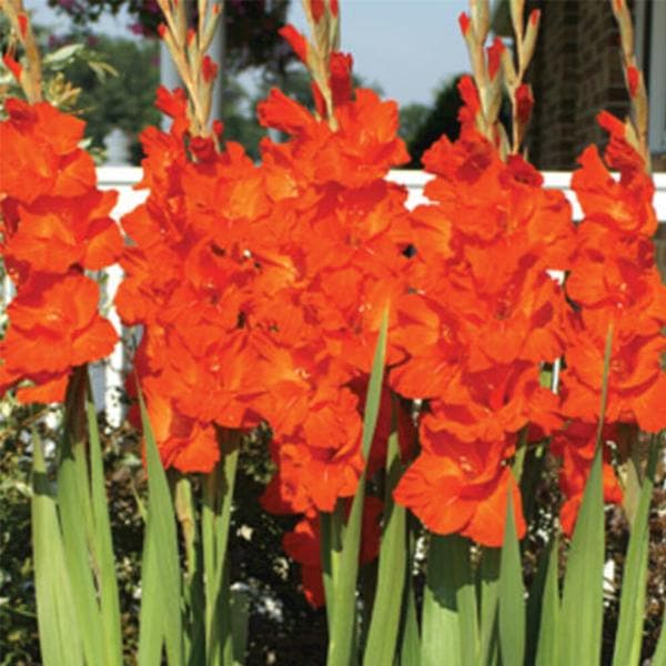 Gladiolus Victor Borge (Orange) - Bulbs (set of 10)