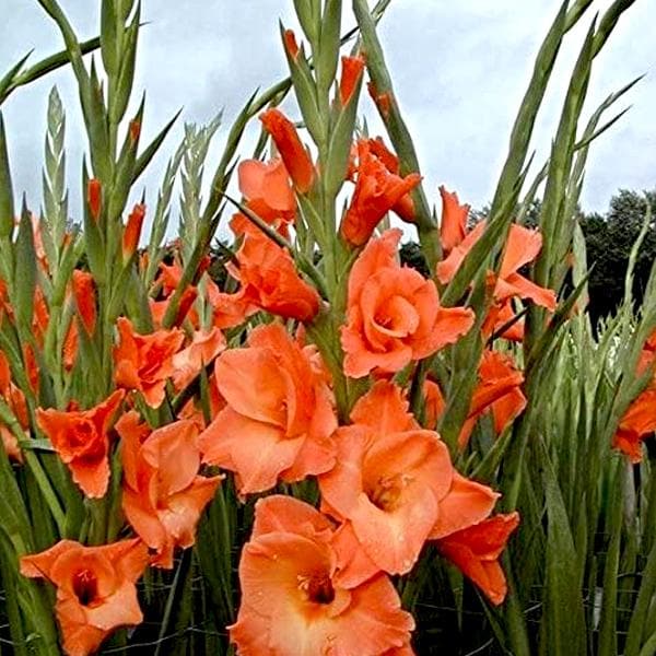 Gladiolus Wigs Sensation (Orange) - Bulbs (set of 10)