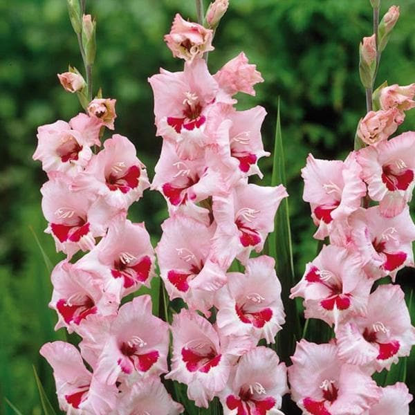 Gladiolus Wine Roses (Pink, Red) - Bulbs (set of 10)