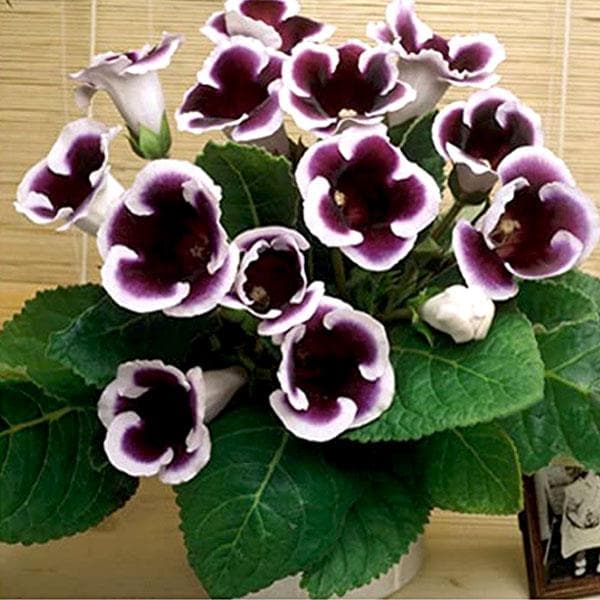 Gloxinia (Purple - White) - Plant