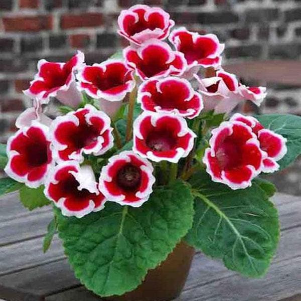 Gloxinia (Red - White) - Plant