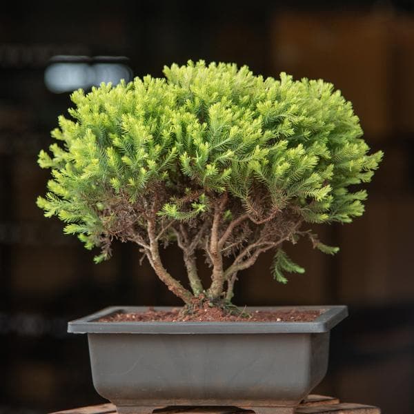 Golden cypress Bonsai - Plant
