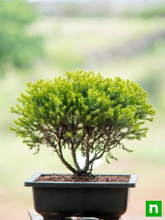 Golden cypress Bonsai - Plant - Image 2