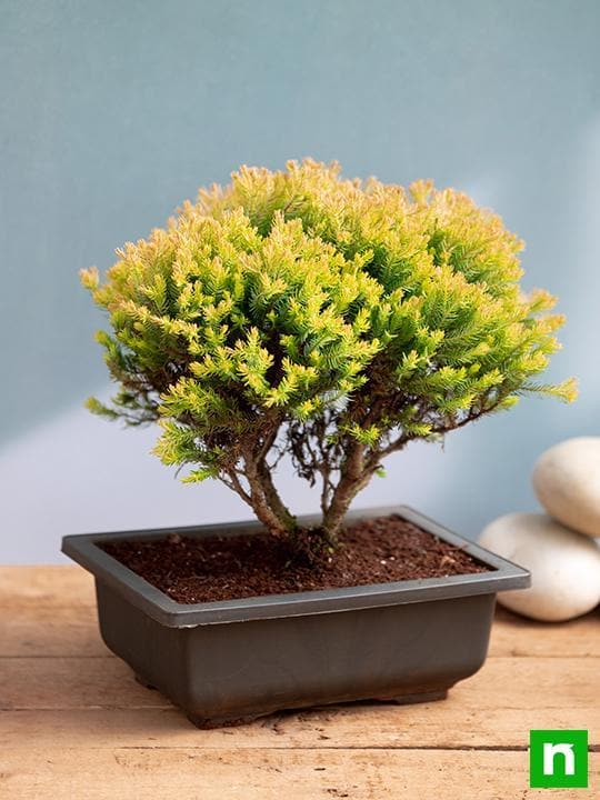 Golden cypress Bonsai - Plant - Image 3