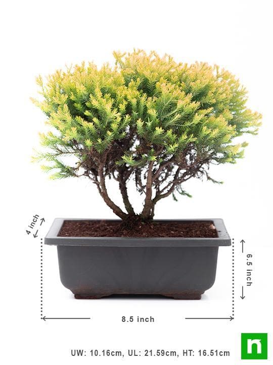 Golden cypress Bonsai - Plant - Image 4