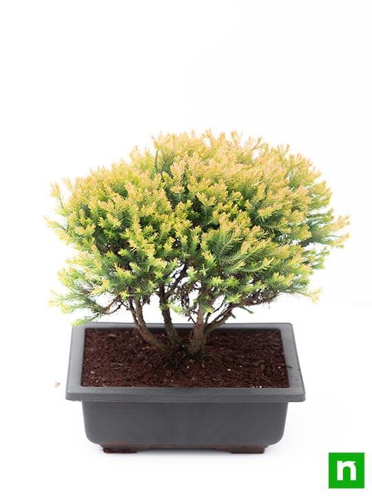 Golden cypress Bonsai - Plant - Image 5