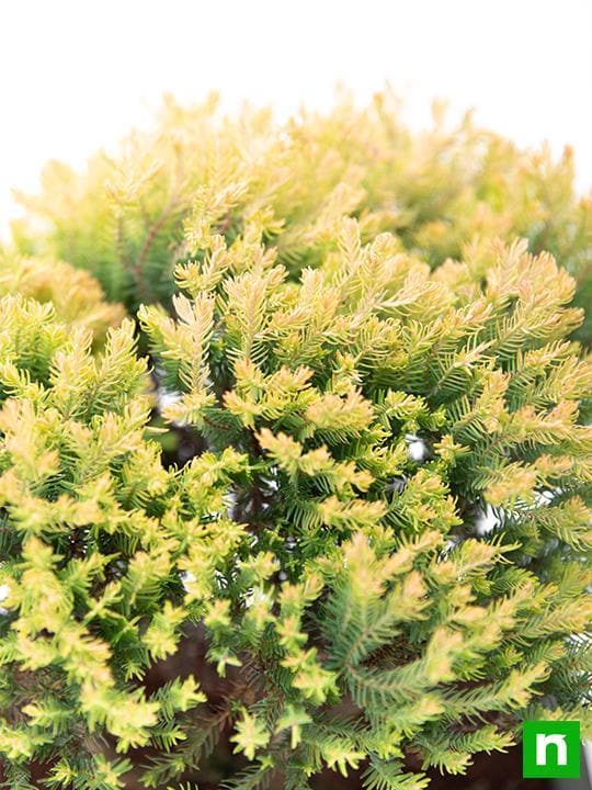 Golden cypress Bonsai - Plant - Image 6