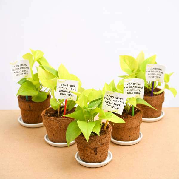 Golden Money Plant in Eco-friendly Pot - Corporate Gift (set of 30)