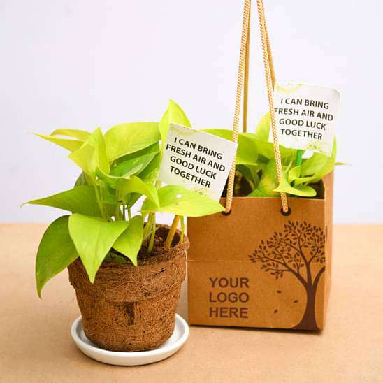 Golden Money Plant in Eco-friendly Pot - Corporate Gift (set of 30) - Image 2