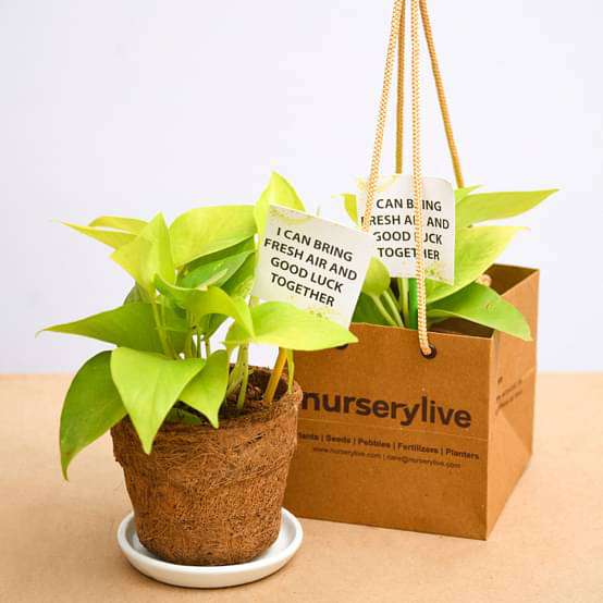 Golden Money Plant in Eco-friendly Pot - Corporate Gift (set of 30) - Image 3