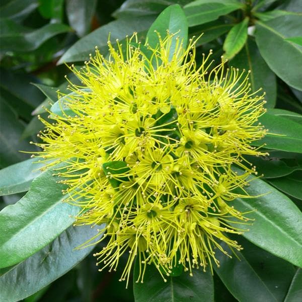 Golden Penda - Plant