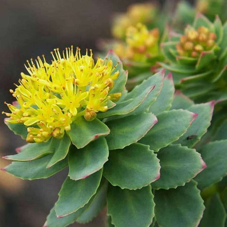 Golden Root, Rhodiola rosea - Succulent Plant