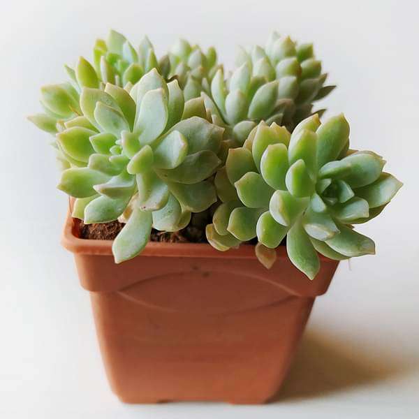 Sedum adolphii Lime Gold, Golden Sedum - Succulent Plant