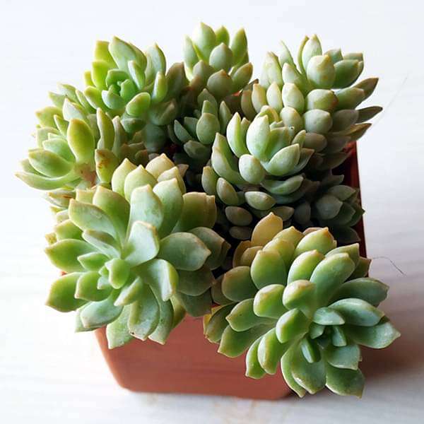 Sedum adolphii Lime Gold, Golden Sedum - Succulent Plant - Image 2