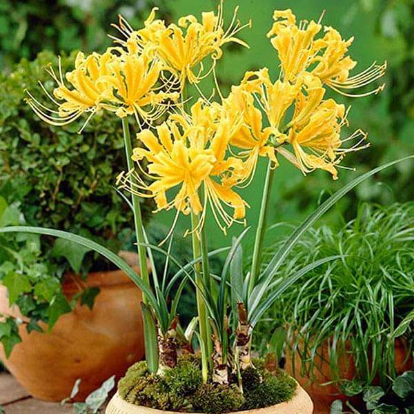 Golden Spider Lily, Lycoris Aurea (Yellow) - Bulbs (set of 5)