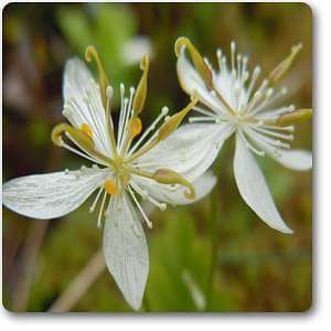 Goldthread - Plant