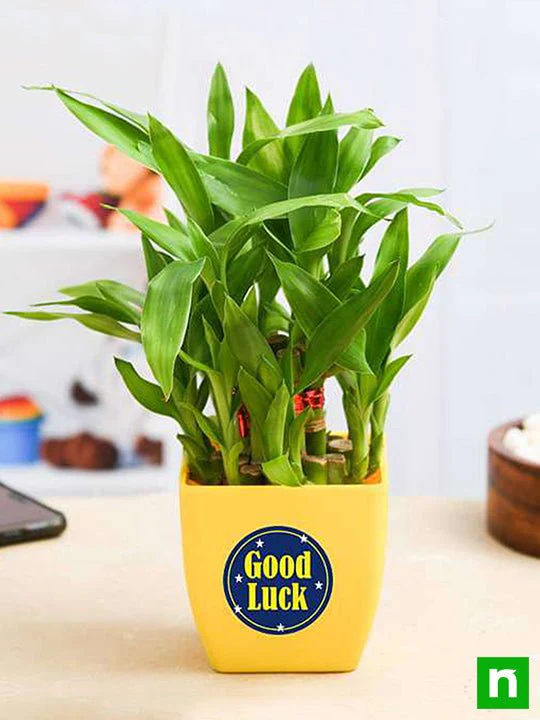 2 Layer Lucky Bamboo Plant for Someone You Care - Image 2