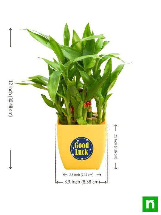 2 Layer Lucky Bamboo Plant for Someone You Care - Image 3