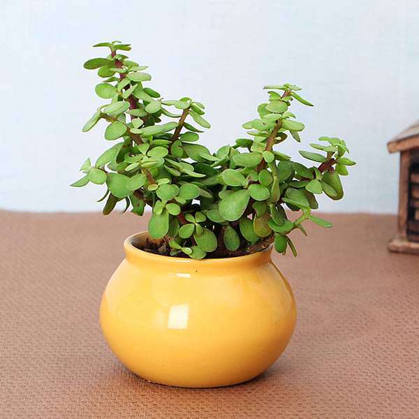 Goodluck Jade Plant with Pot - Image 3