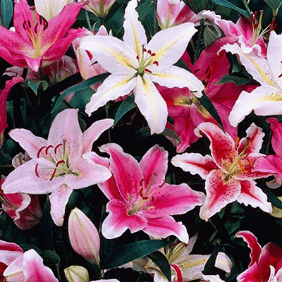 Graceful Oriental Lilies - 15 Bulbs Pack