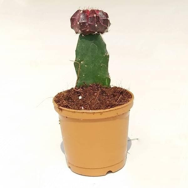 Moon Cactus (Grafted, Maroon) - Cactus Plant