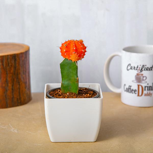 Moon Cactus (Grafted, Orange) - Cactus Plant