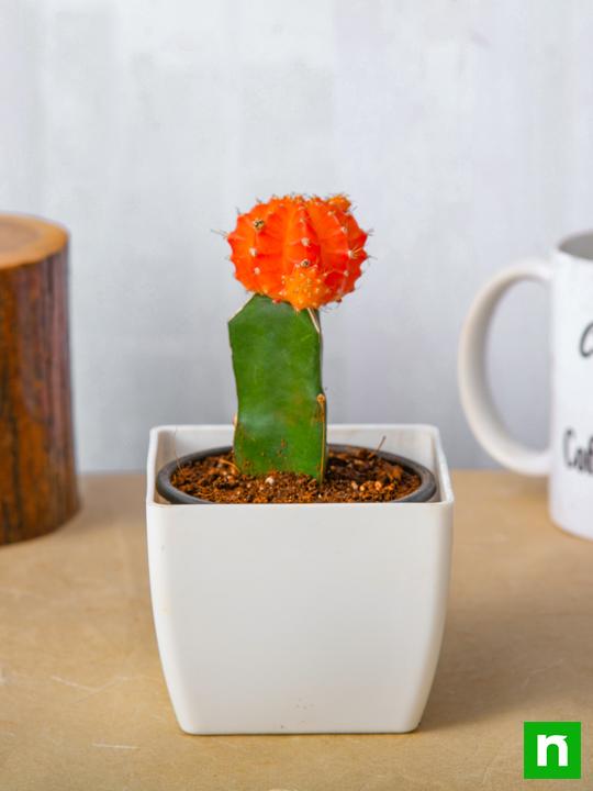 Moon Cactus (Grafted, Orange) - Cactus Plant - Image 2