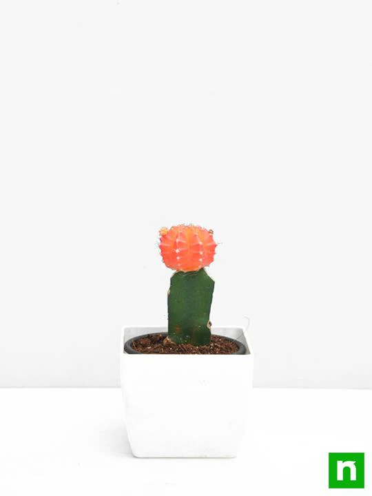 Moon Cactus (Grafted, Orange) - Cactus Plant - Image 3