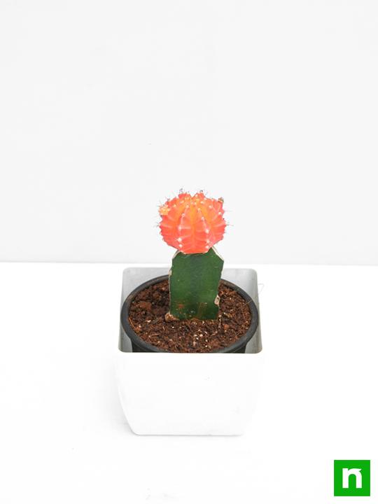Moon Cactus (Grafted, Orange) - Cactus Plant - Image 4