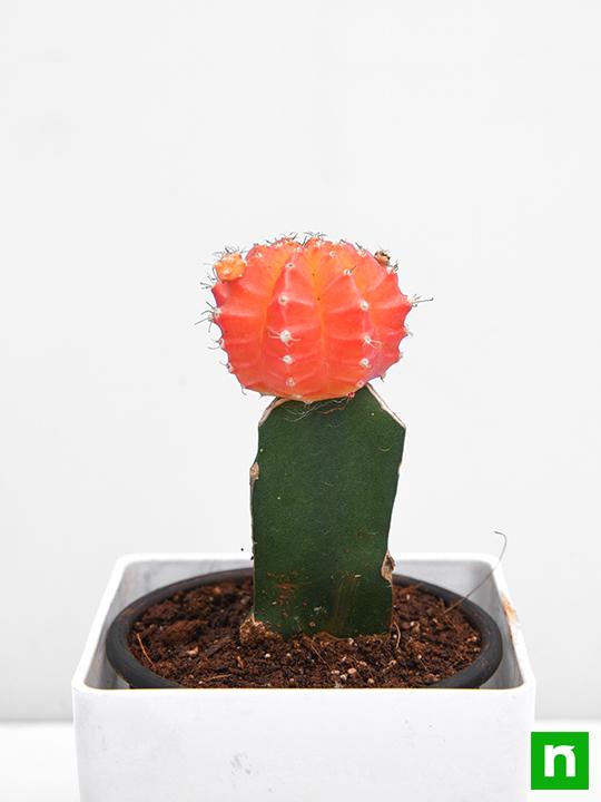 Moon Cactus (Grafted, Orange) - Cactus Plant - Image 5