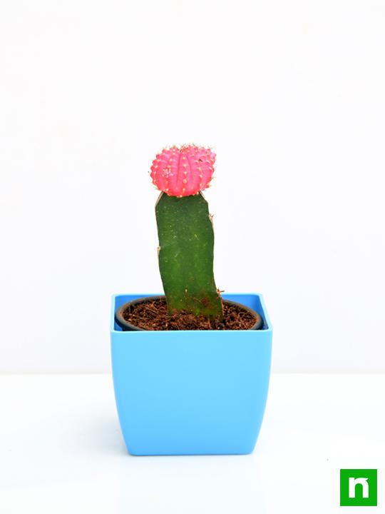 Moon Cactus (Grafted, Pink) - Cactus Plant - Image 3